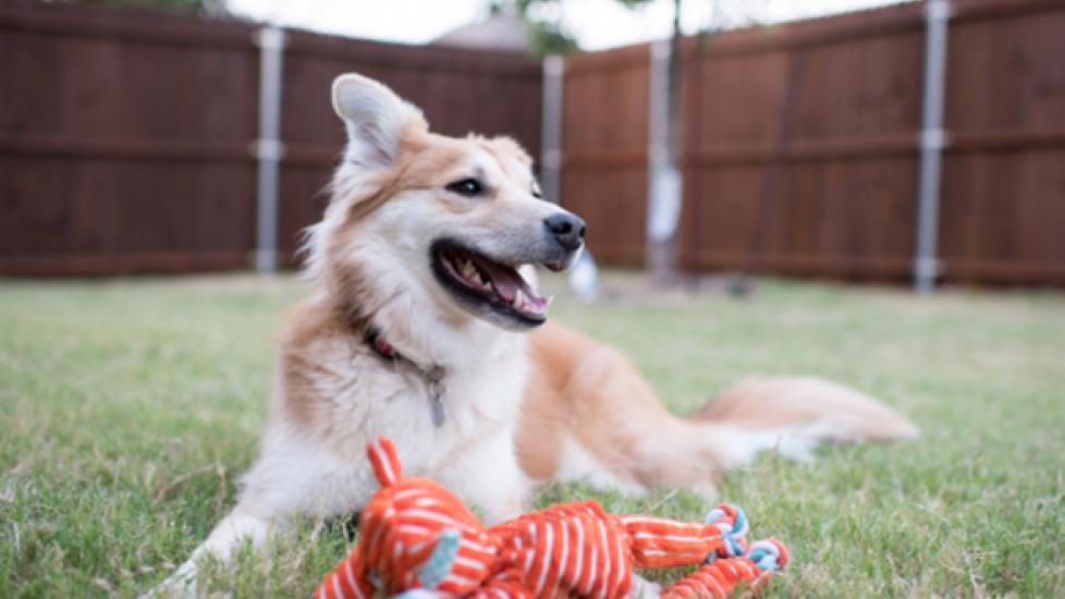 Long leash clearance for backyard